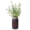 Modern Sprout Lavendar Indoor Herb Garden Kit