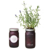 Modern Sprout Lavendar Indoor Herb Garden Kit