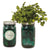 Modern Sprout Emerald Indoor Herb Garden Kit