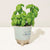 Modern Sprout Blue Green Herb Garden with Basil Seeds Glow & Grow Live Well Gift Set
