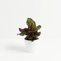 Lively Root Small Peacock Plant